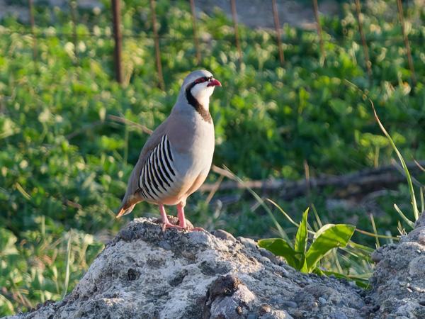 <h3><a href="/trips/kreta/biota/animalia/chordata/aves/006 galliformes/005 phasianidae/alectoris chukar/alectoris chukar-nl.html">Alectoris&nbsp;chukar</a> / Chukar&nbsp;partridge / Aziatische&nbsp;steenpatrijs</h3>OM-1 met OLYMPUS M.150-400mm F4.5 TC, 1/800 sec  bij F5.6, ISO 1600, afstand 52.0&nbsp;m